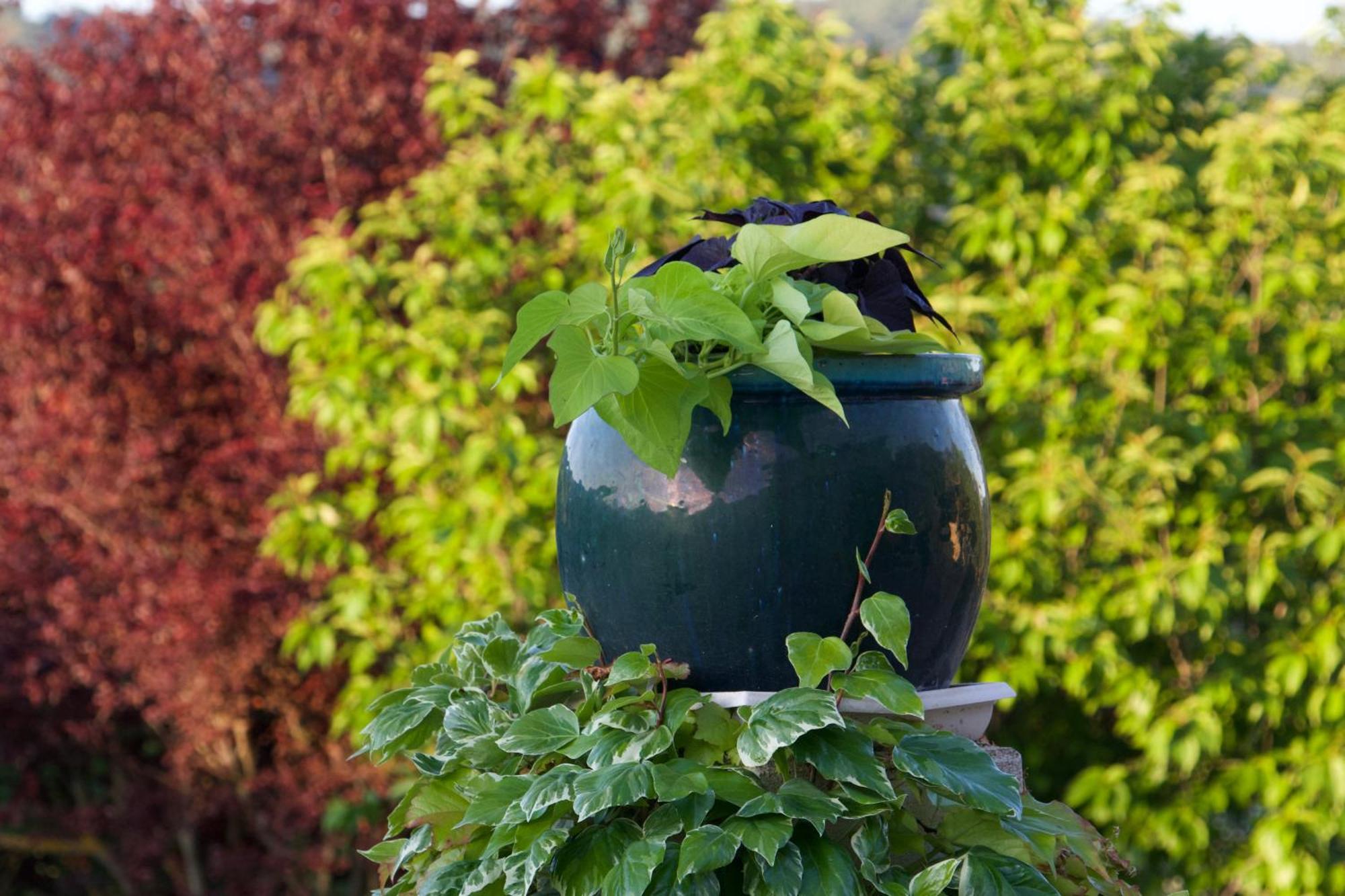 La Bastide Des Roses Bed & Breakfast Saint-Julien-d'Asse Dış mekan fotoğraf
